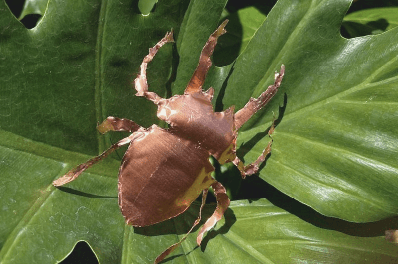 Donde florece la materia: Huakal en nueva temporada